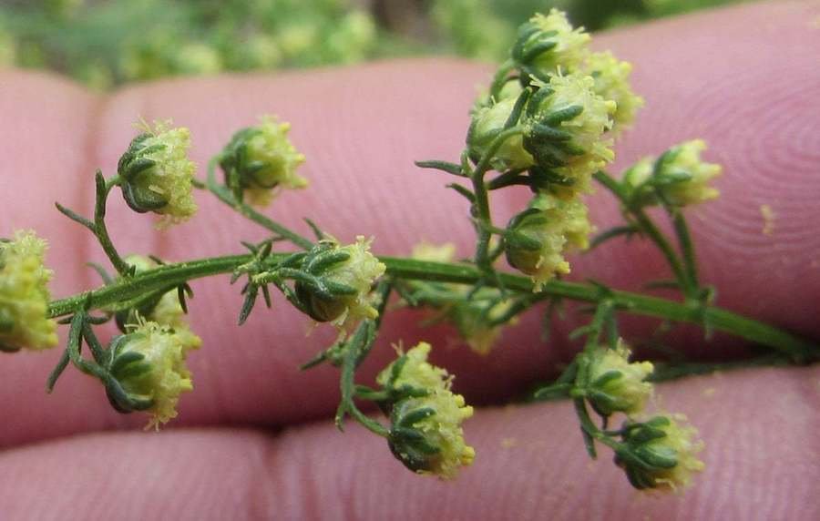Artemisia annua y SARS-CoV-2